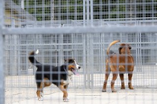 Société de protection des animaux (SPA)